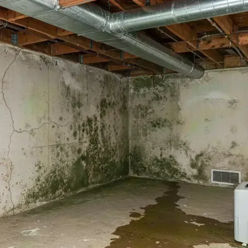 Professional Mold Removal in Salineville, OH